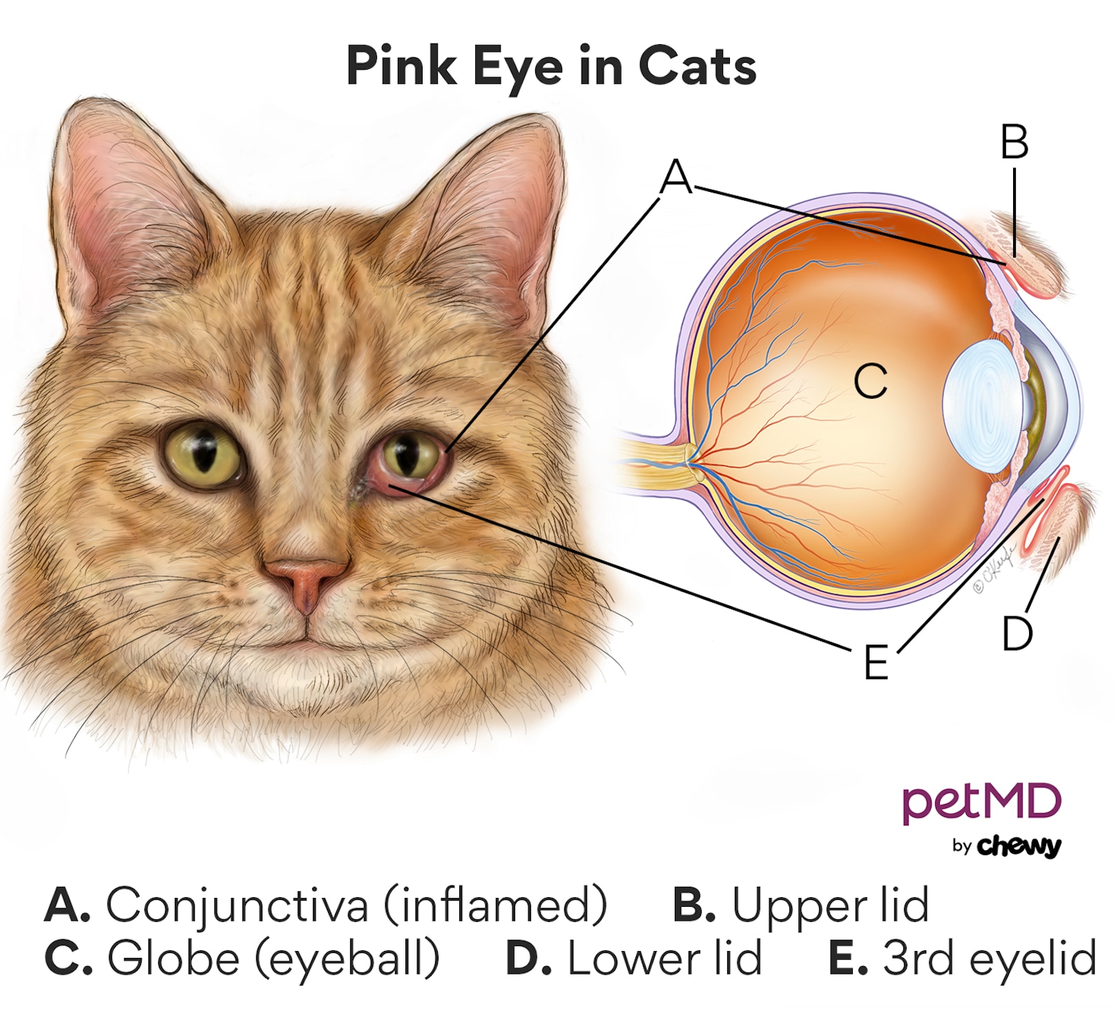 A diagram of pink eye in cats.